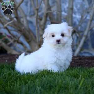 Reece, Maltese Puppy