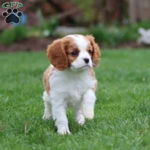 Reece, Cavalier King Charles Spaniel Puppy