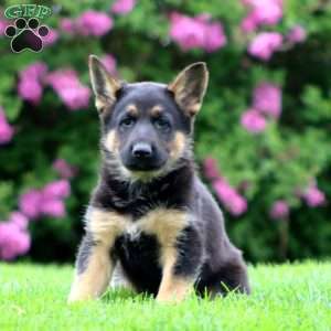 Reece, German Shepherd Puppy