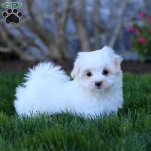 Reece, Maltese Puppy
