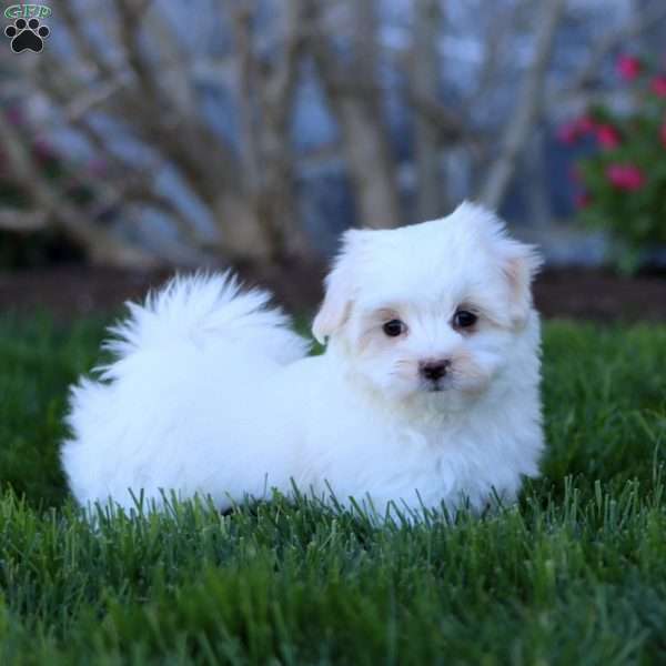 Reece, Maltese Puppy