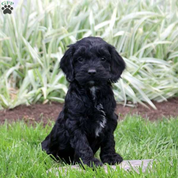 Reese, Cockapoo Puppy