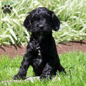 Reese, Cockapoo Puppy