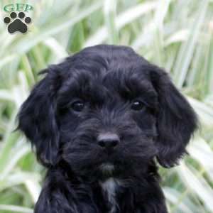 Reese, Cockapoo Puppy