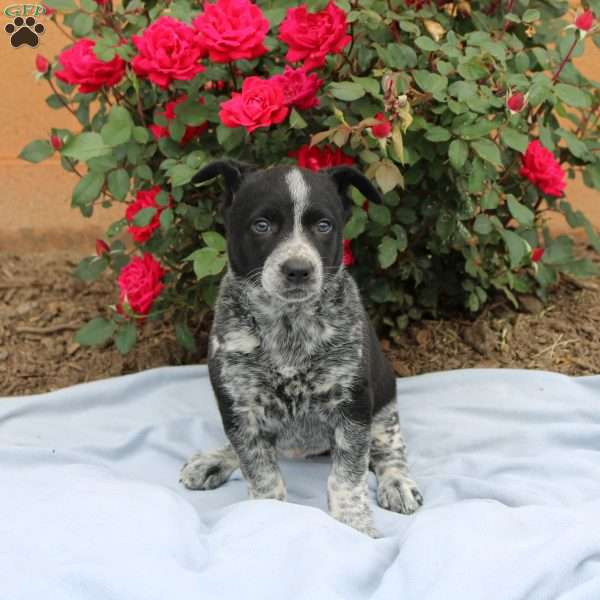 Reese, Border Collie Mix Puppy