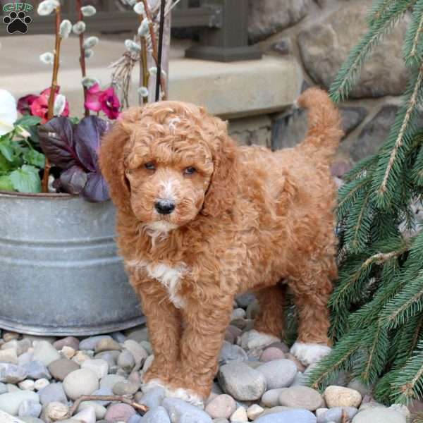 Reeses, Mini Goldendoodle Puppy