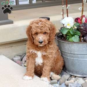 Reeses, Mini Goldendoodle Puppy
