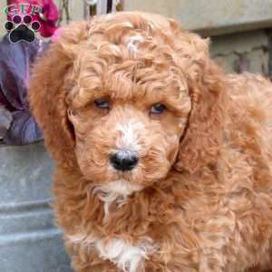 Reeses, Mini Goldendoodle Puppy