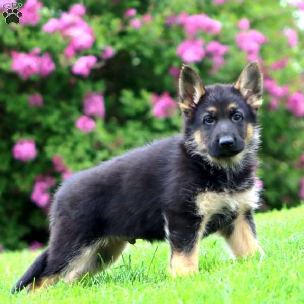 Reggie, German Shepherd Puppy