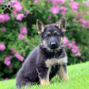 Reggie, German Shepherd Puppy