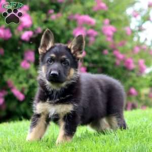Reggie, German Shepherd Puppy