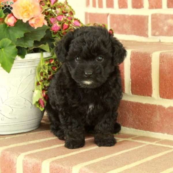 Regina, Miniature Poodle Puppy