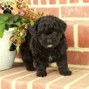 Regina, Miniature Poodle Puppy