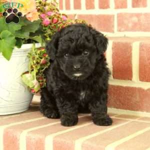 Regina, Miniature Poodle Puppy