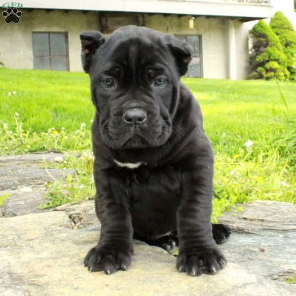 Rex, Cane Corso Puppy