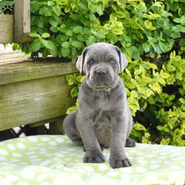 Rex, Cane Corso Puppy