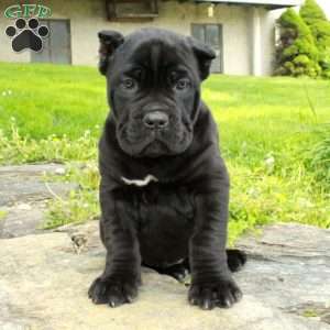 Rex, Cane Corso Puppy
