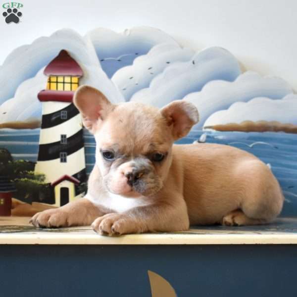 Rex, French Bulldog Puppy
