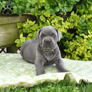 Rex, Cane Corso Puppy