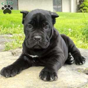 Rex, Cane Corso Puppy
