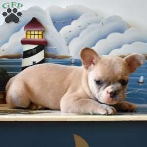Rex, French Bulldog Puppy