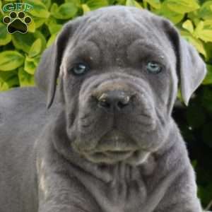Rex, Cane Corso Puppy