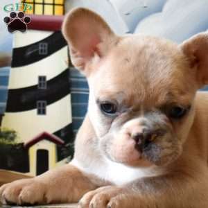 Rex, French Bulldog Puppy