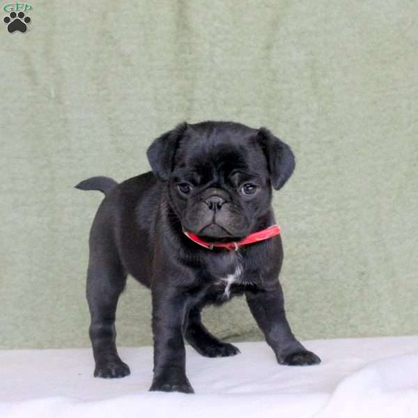 Rhea, Pug Puppy