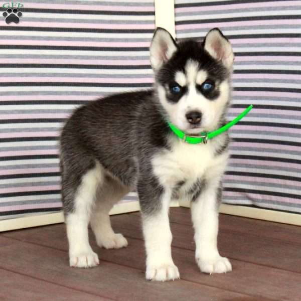Rhoda, Siberian Husky Puppy