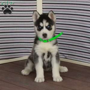 Rhoda, Siberian Husky Puppy