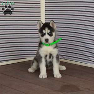 Rhoda, Siberian Husky Puppy