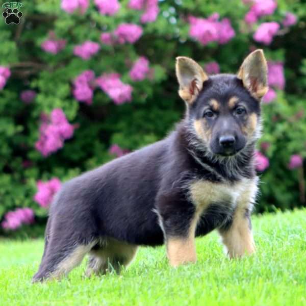 Rianna, German Shepherd Puppy