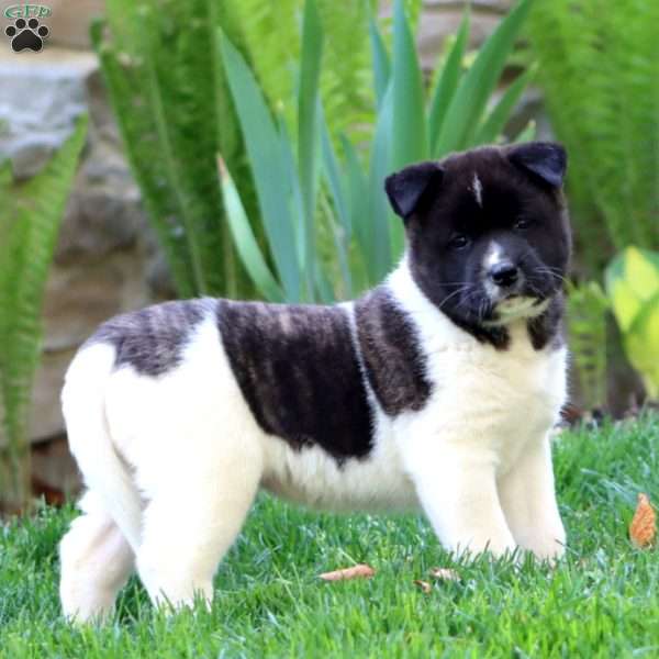 Rianna, Akita Puppy