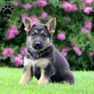 Rianna, German Shepherd Puppy