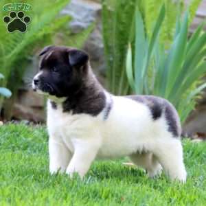 Rianna, Akita Puppy