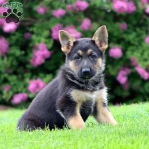 Rianna, German Shepherd Puppy