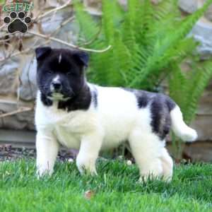 Rianna, Akita Puppy