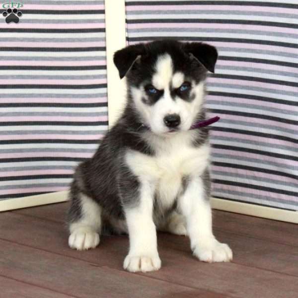 Richard, Siberian Husky Puppy