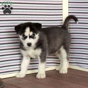 Richard, Siberian Husky Puppy