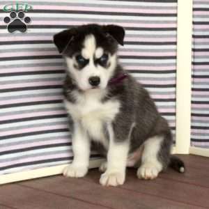 Richard, Siberian Husky Puppy