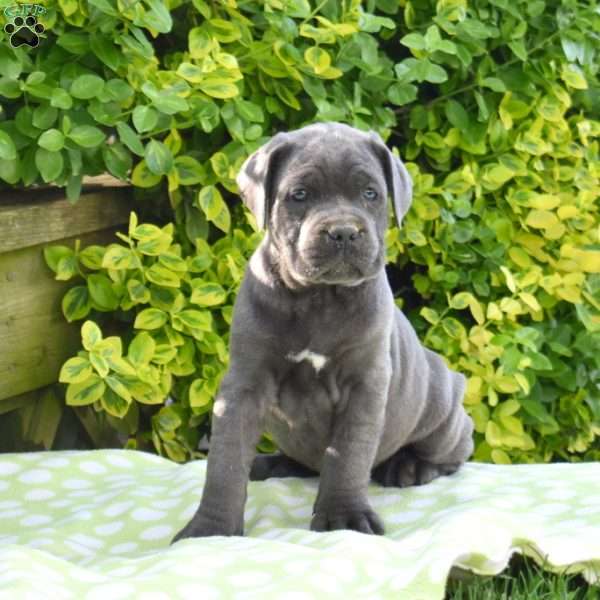 Riley, Cane Corso Puppy