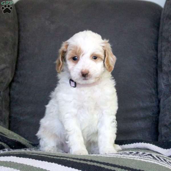 Riley, Mini Goldendoodle Puppy