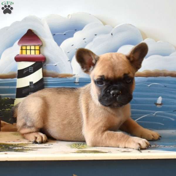 Riley, French Bulldog Puppy