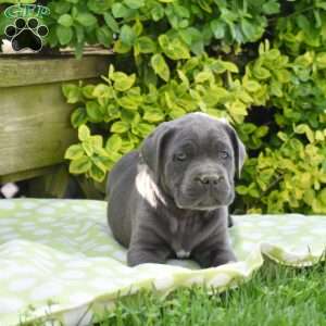 Riley, Cane Corso Puppy