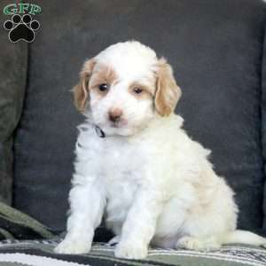 Riley, Mini Goldendoodle Puppy