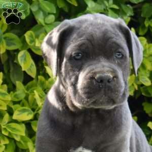 Riley, Cane Corso Puppy