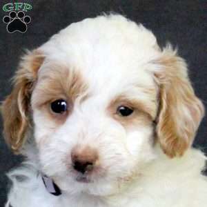Riley, Mini Goldendoodle Puppy