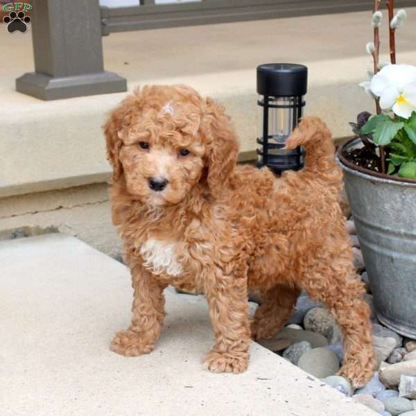Riley, Mini Goldendoodle Puppy