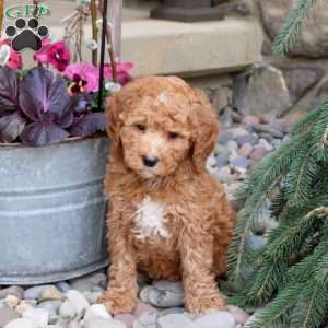 Riley, Mini Goldendoodle Puppy