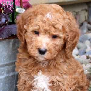 Riley, Mini Goldendoodle Puppy